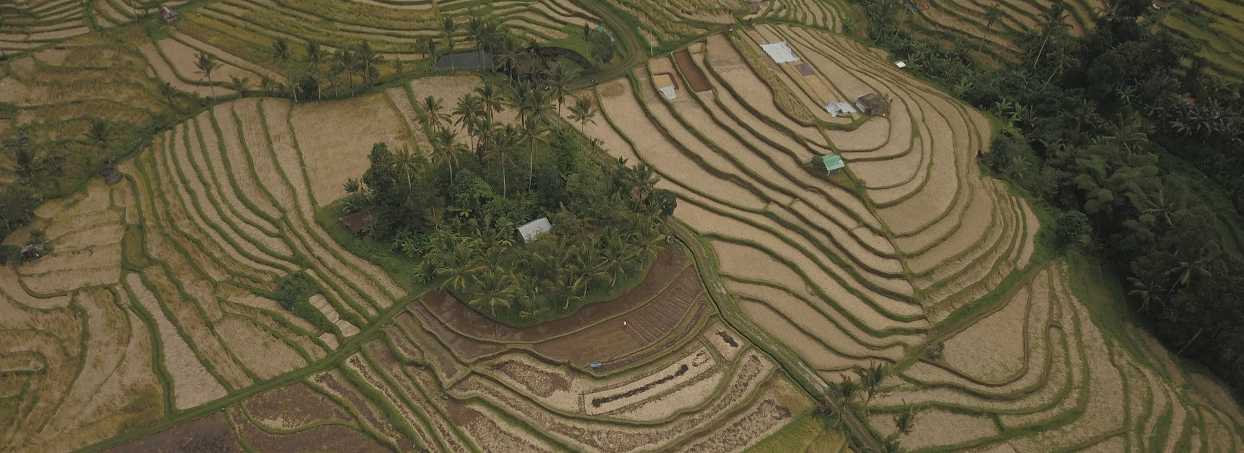 Jatiluwih rice terraces