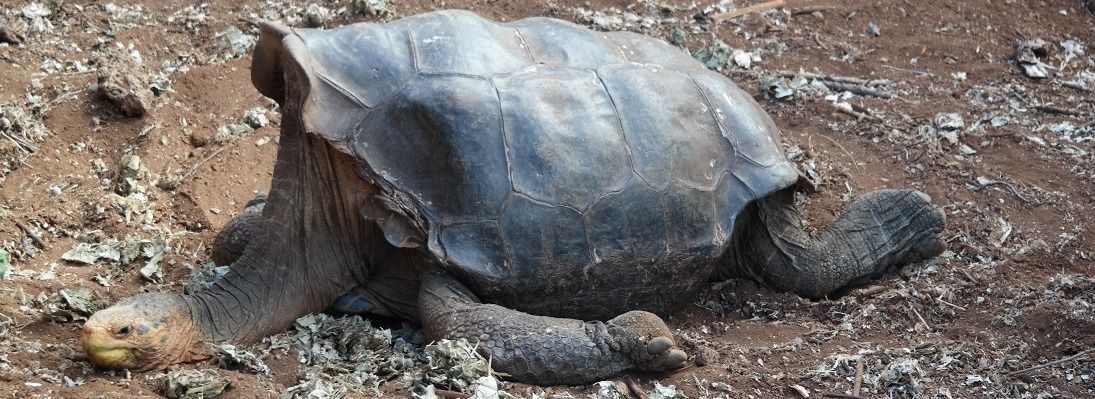 Ankomst Galápagos – Santa Cruz