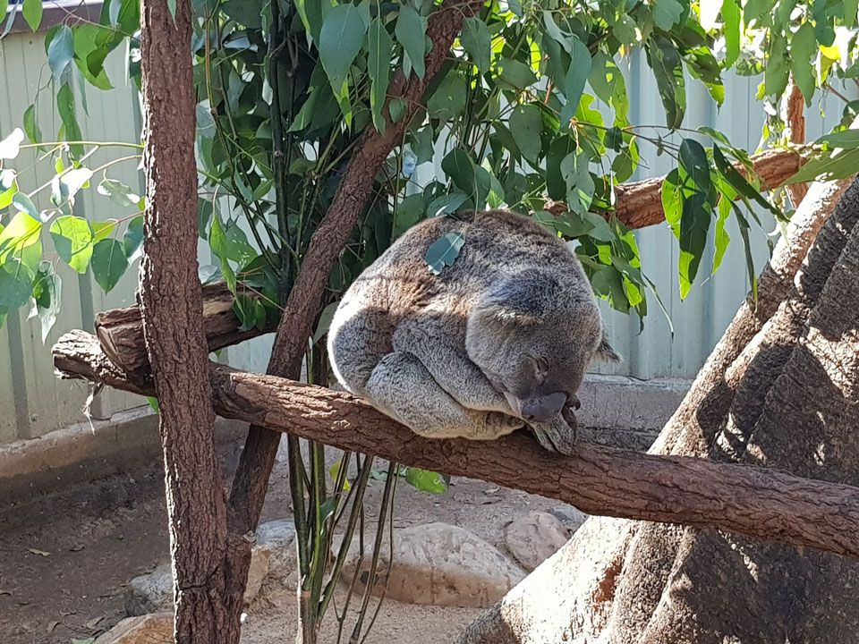 koala