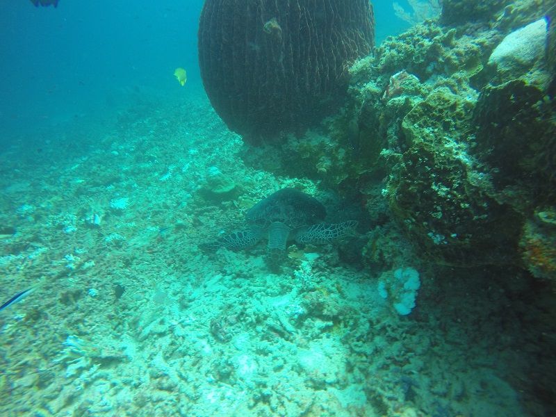 Mantadive3