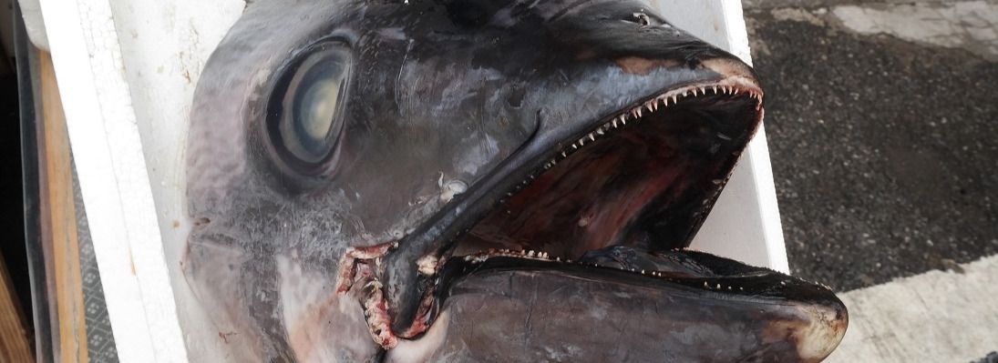 Tsukiji fiskemarked og sumoturnering