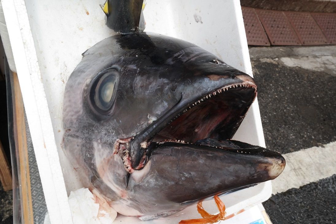 fiskemarked-4