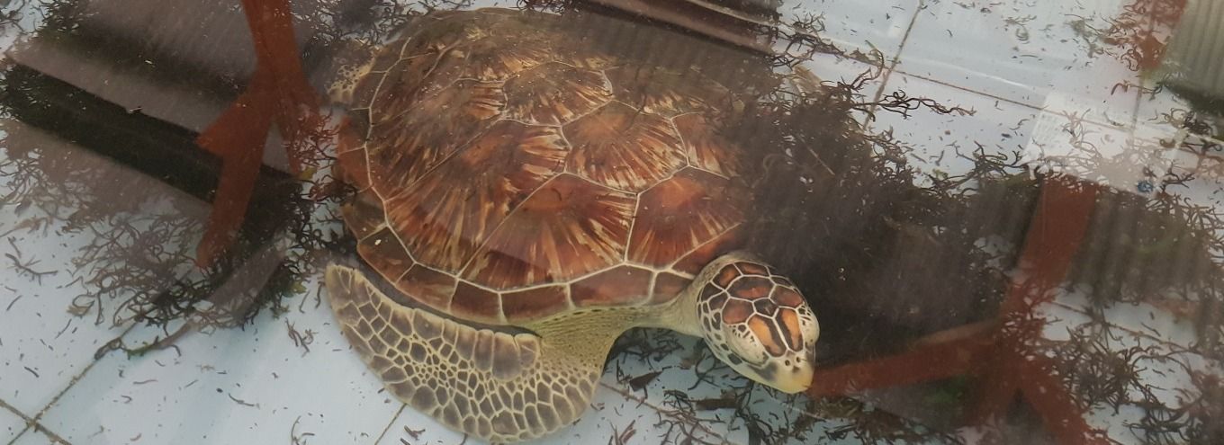 Turtle conservatory on Serangan Island