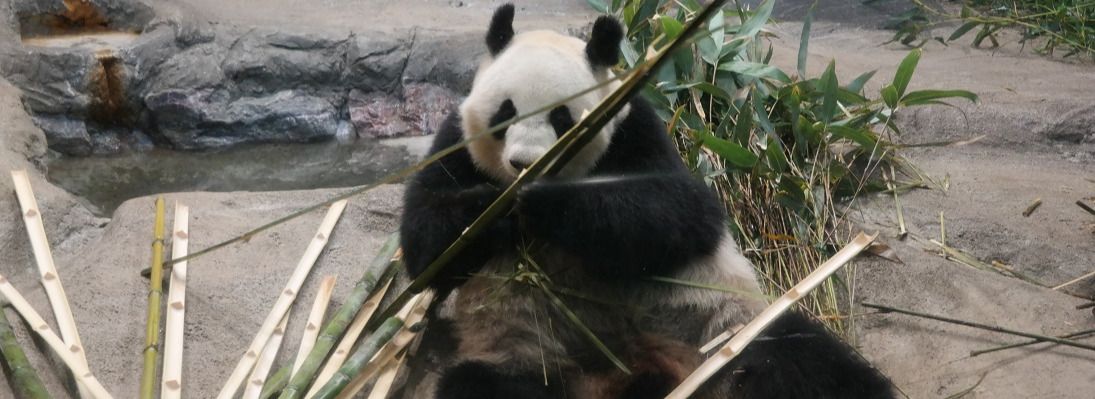 Ueno park og zoo - Tokyo