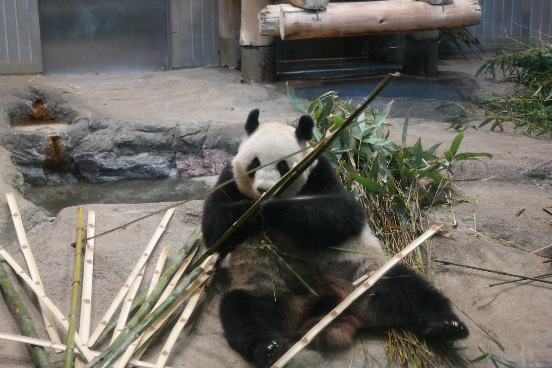 Uenozoo3